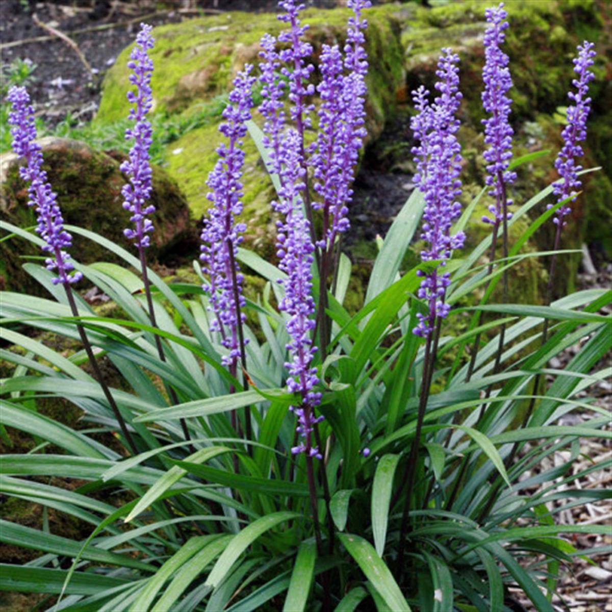 Liriope muscari Royal Purple Mor Çiçekli Liriope fidesi