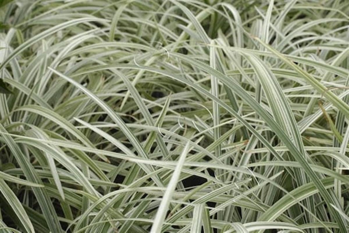 Liriope muscari Silver Ribbon Alacalı Çim Zambağı fidesi