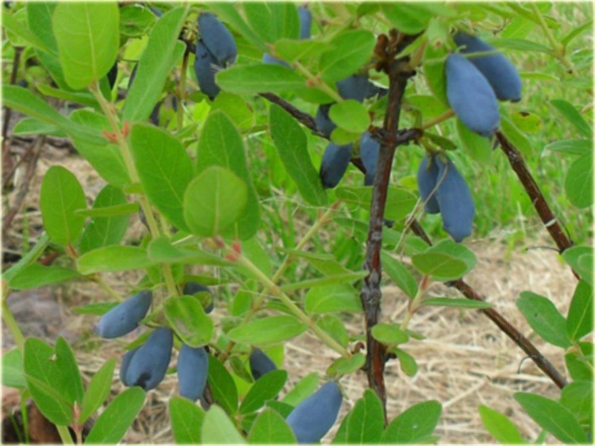 Lonicera caerulea kamts. Wojtek honeyberry bal yemişi fidanı