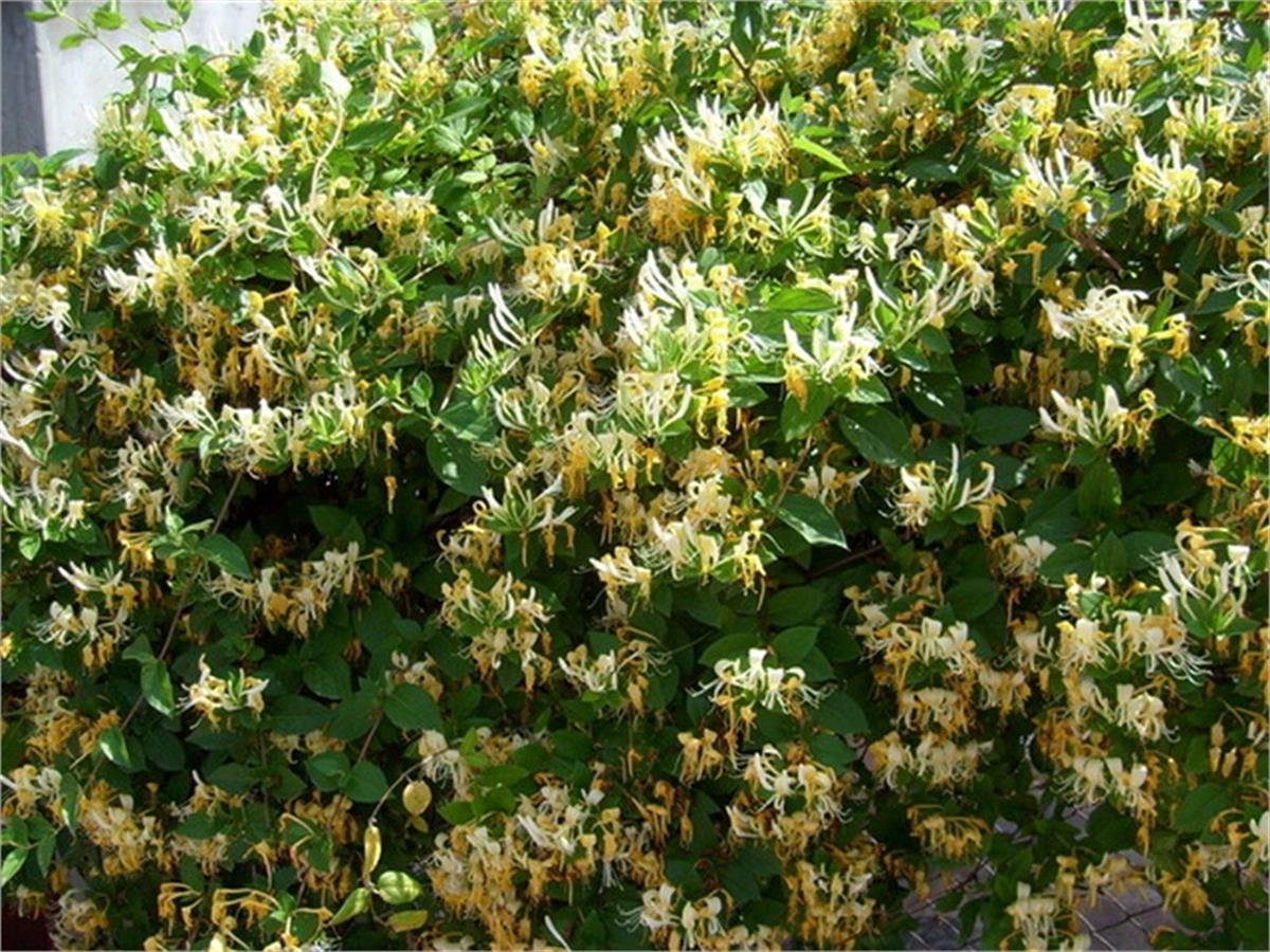 Lonicera caprifolium Sarılıcı Hanımeli fidanı