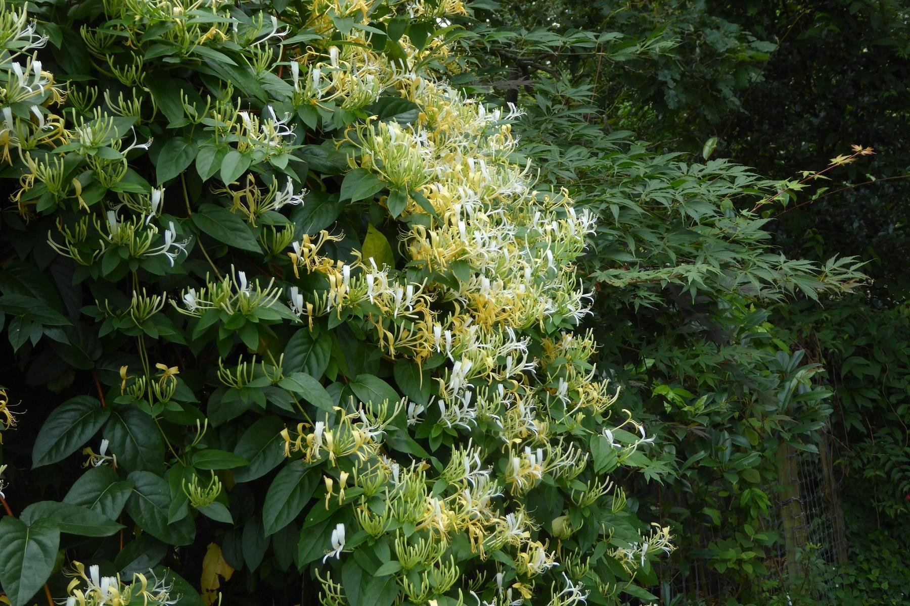 Lonicera caprifolium Sarılıcı Hanımeli fidanı