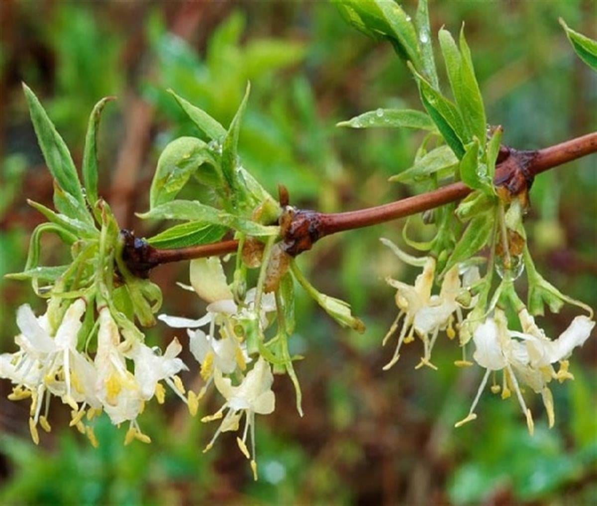 Lonicera fragrant. Çalı Hanımeli fidanı Hatun parmağı