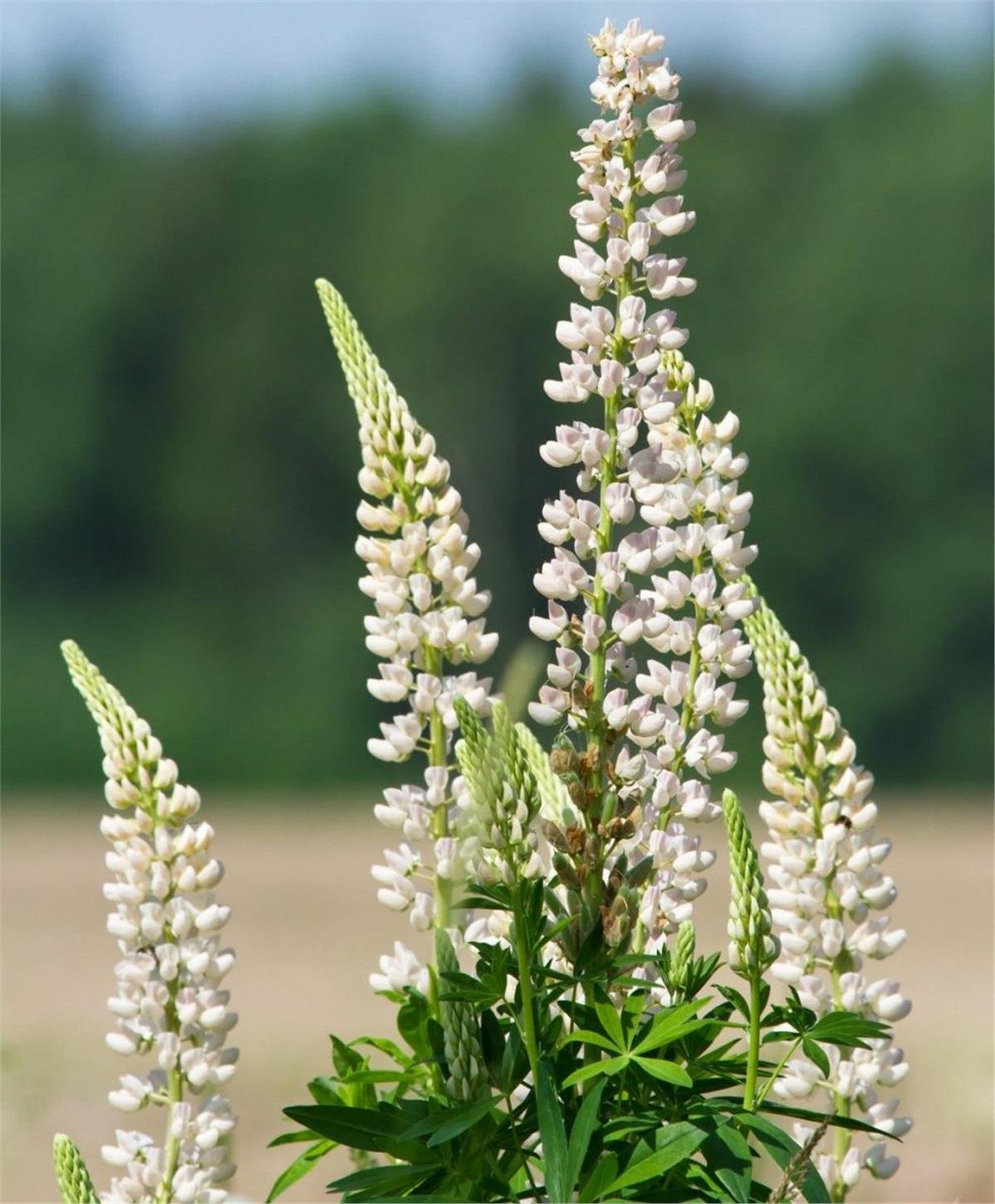 Lupinus polyphyllus Acı Bakla Fidesi White Shades
