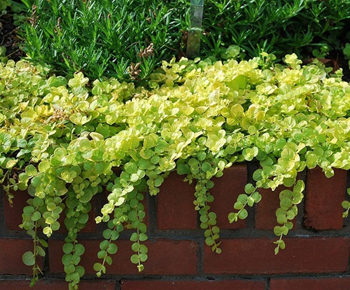 Lysimachia nummularia Sarıkız fidesi