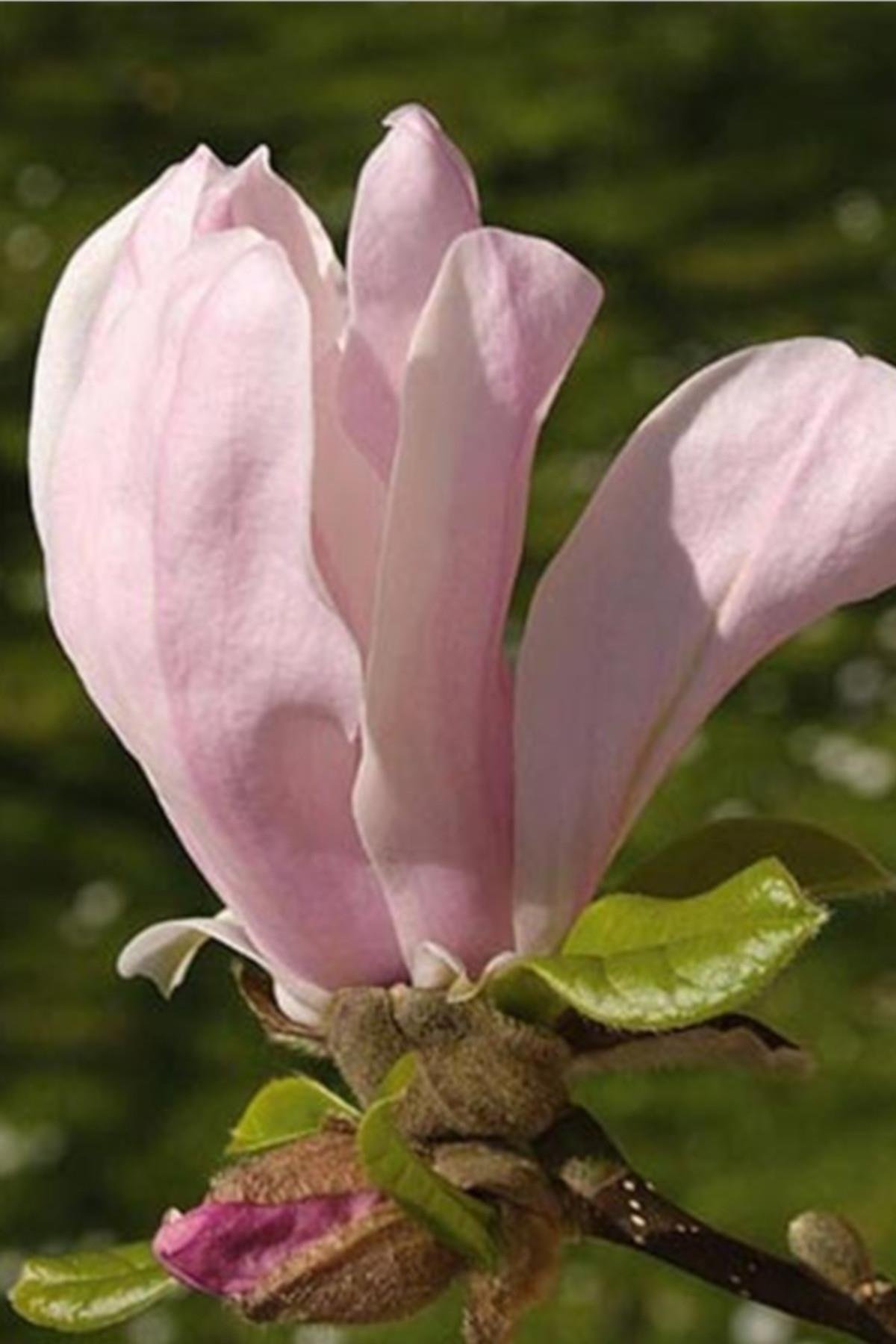Magnolia George Henry Kern Kış Manolya fidanı