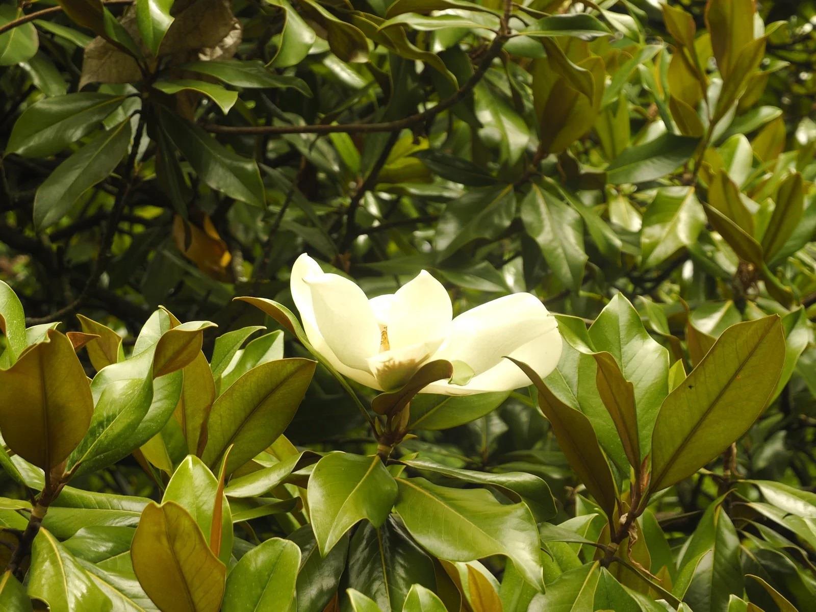 Magnolia grand. Manolya fidanı Ferruginea