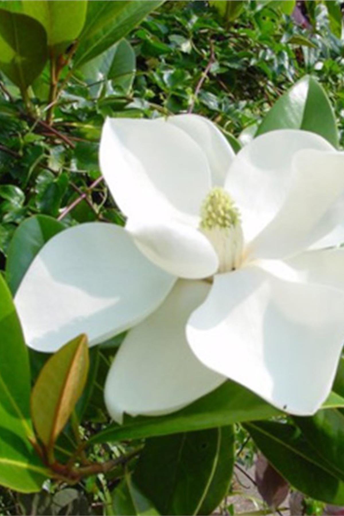 Magnolia grandiflora Büyük Çiçekli Manolya fidanı