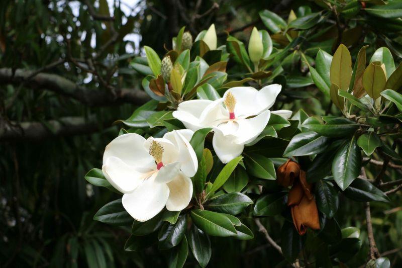 Magnolia grandiflora Purpan Manolya Fidanı