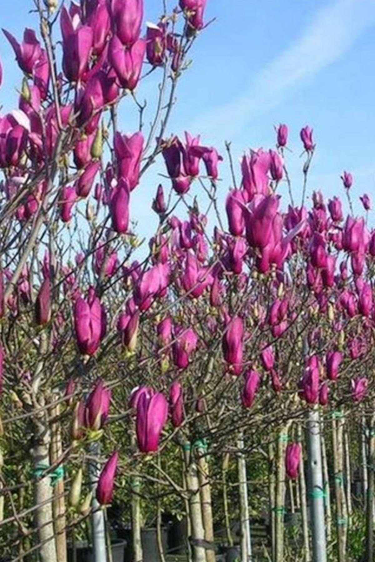 Magnolia liliiflora Nigra Kış Manolya fidanı