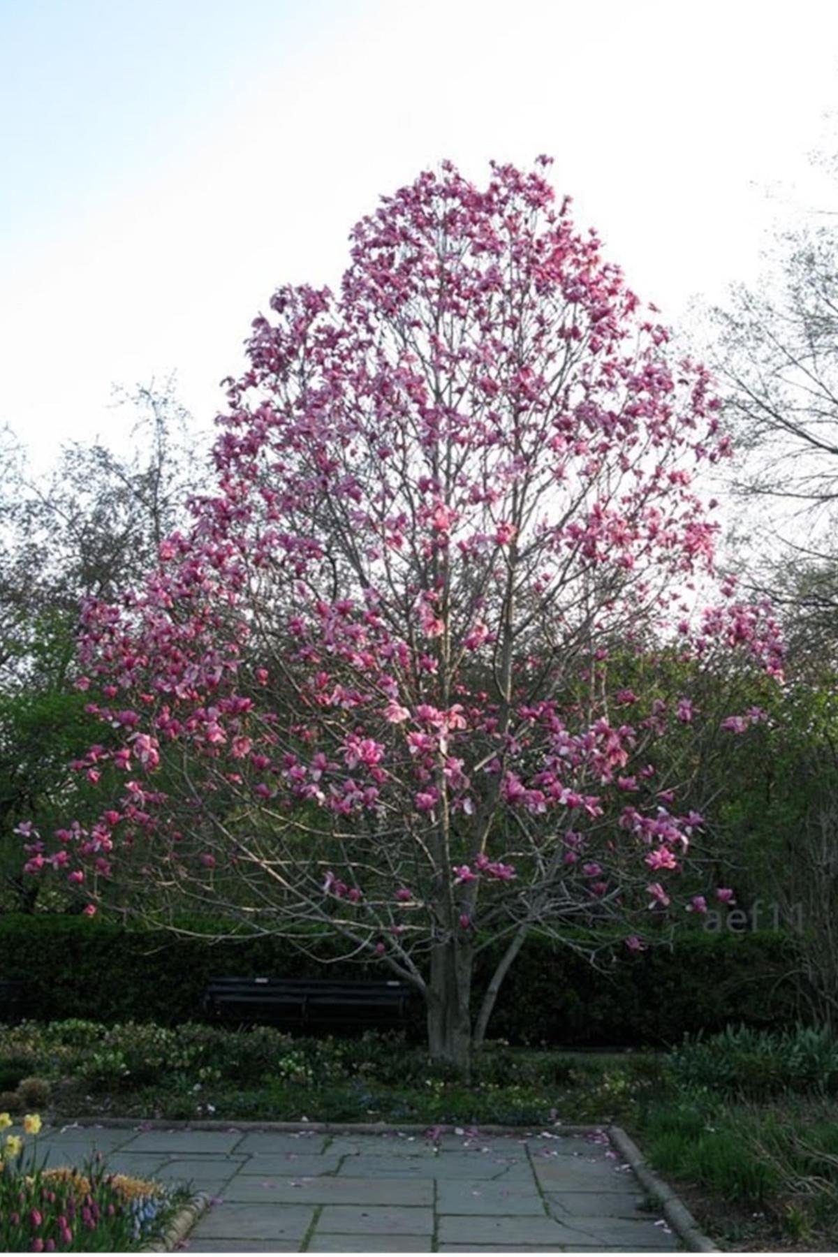 Magnolia Manolya fidanı