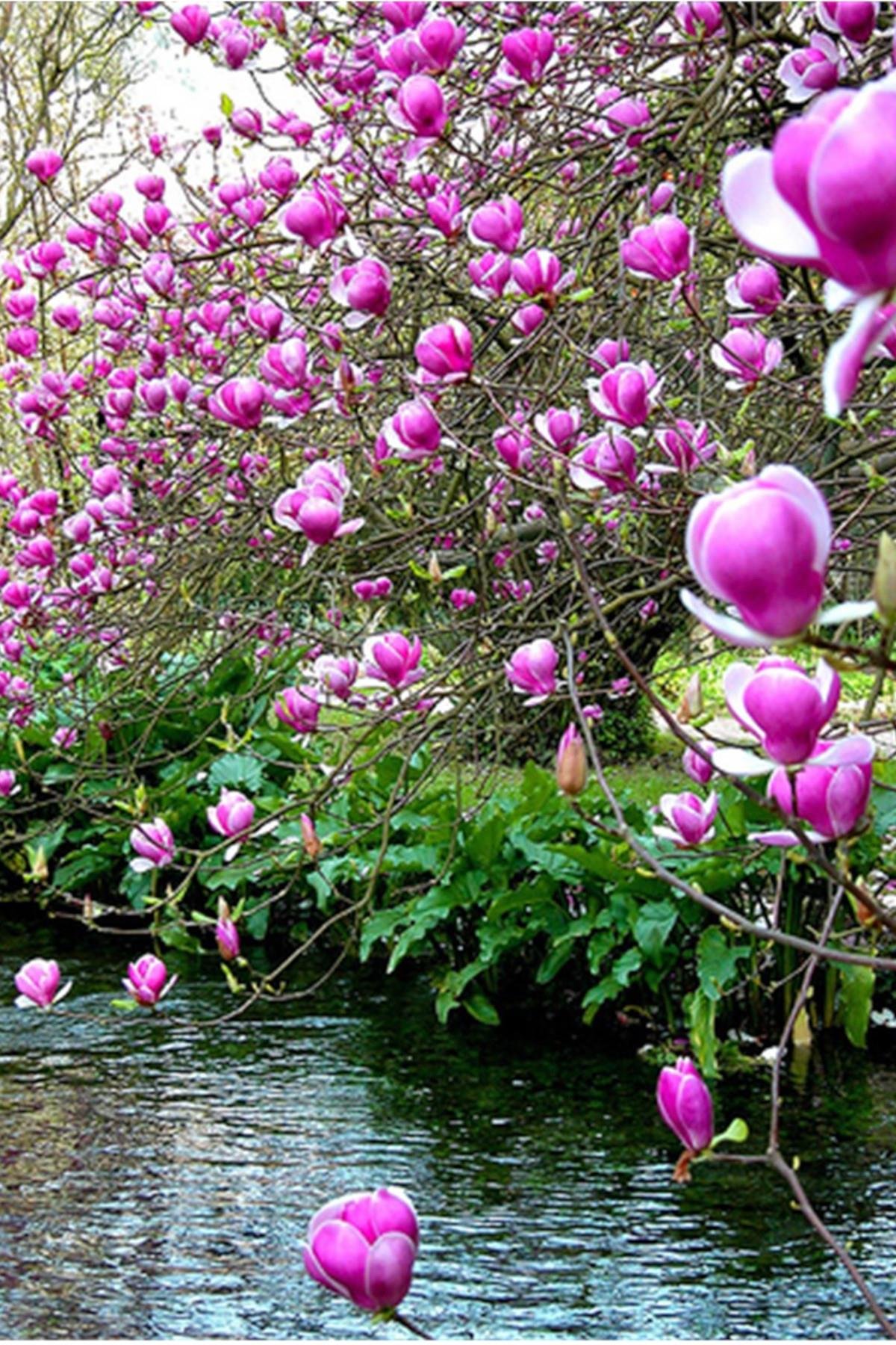 Magnolia soulangeana Pembe-Beyaz Kış Manolya fidan