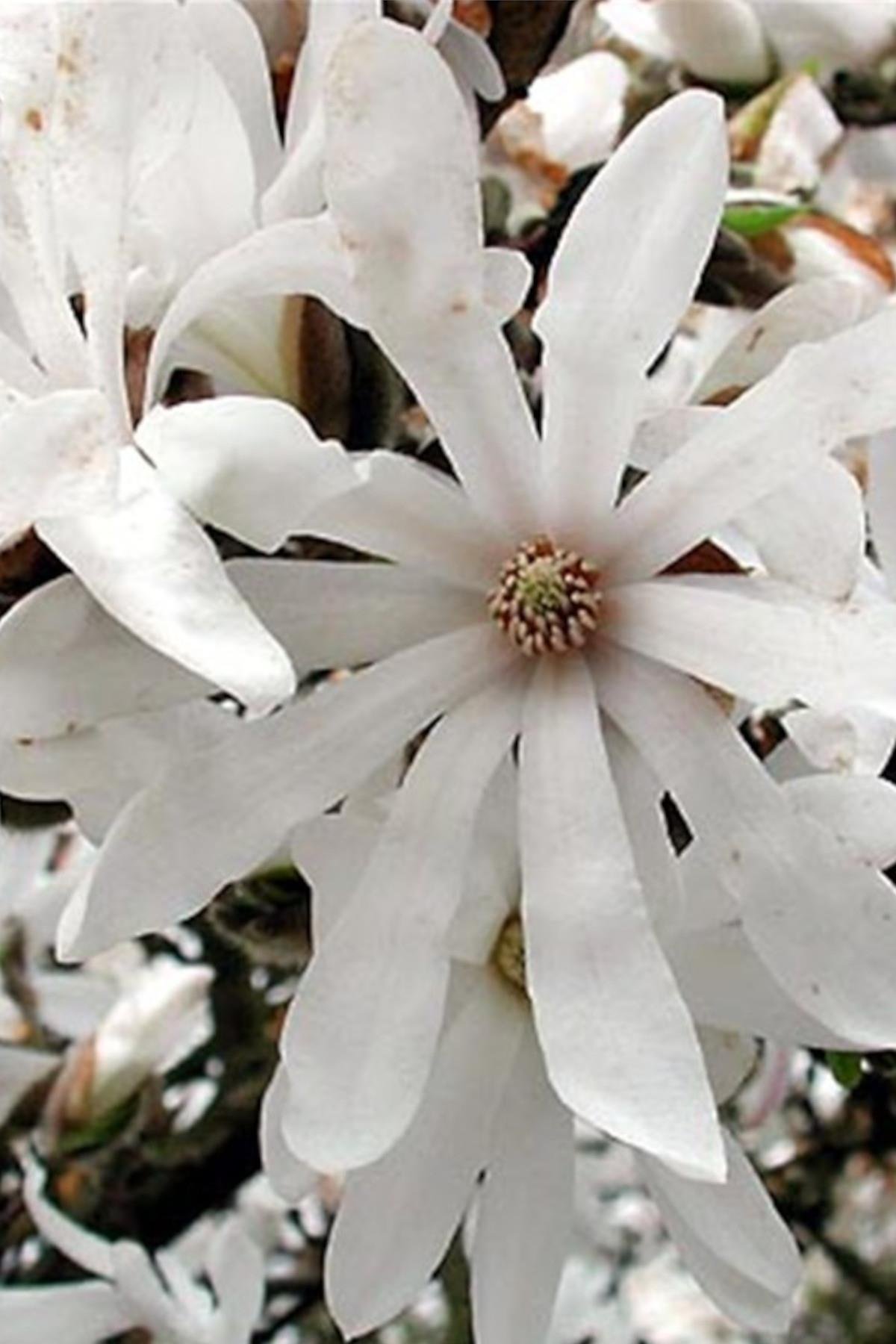 Magnolia stellata Beyaz Çiçekli Kış Manolya fidanı