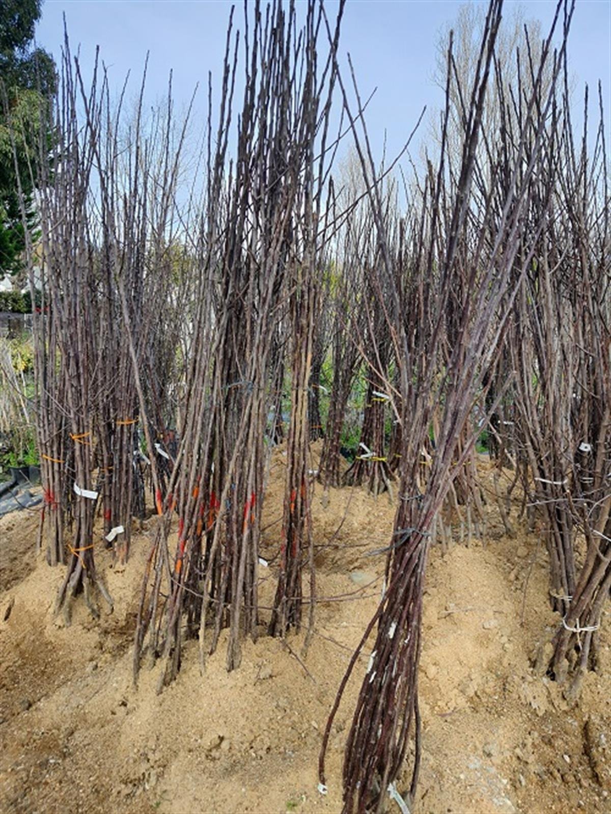 Malus domestica Galaval Elma fidanı