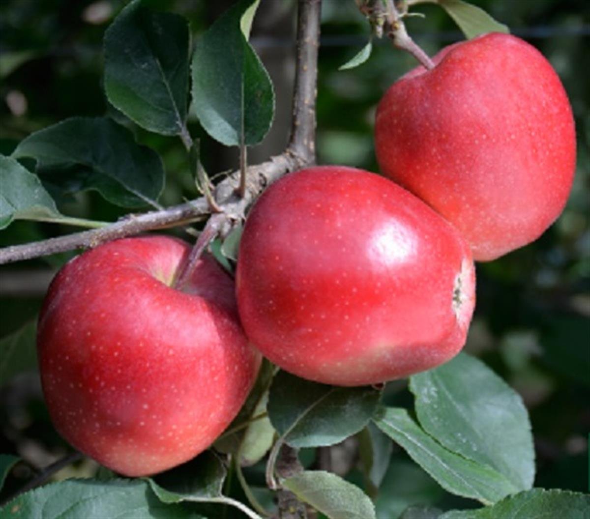 Malus domestica Galaval Elma fidanı