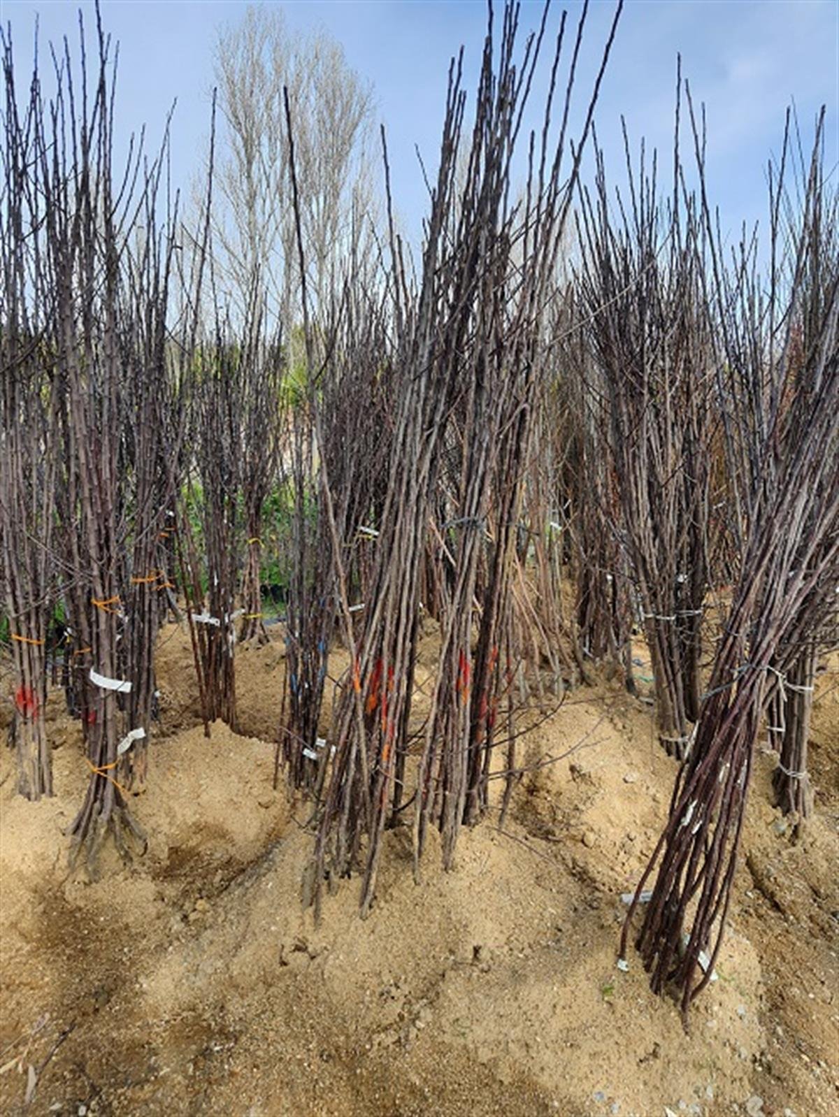 Malus domestica Granny smith Elma fidanı