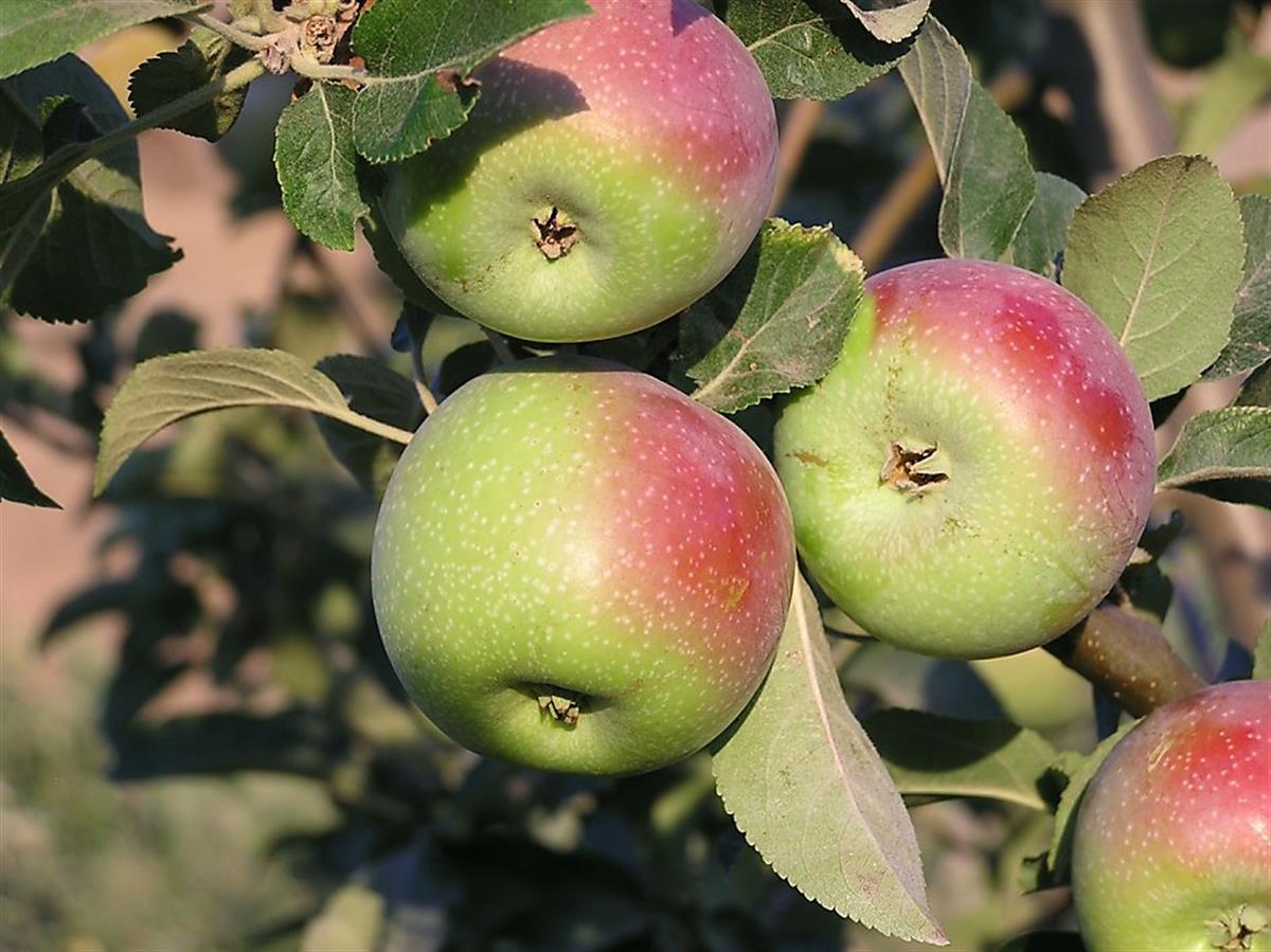 Malus domestica İngiliz Göbek Elma fidanı