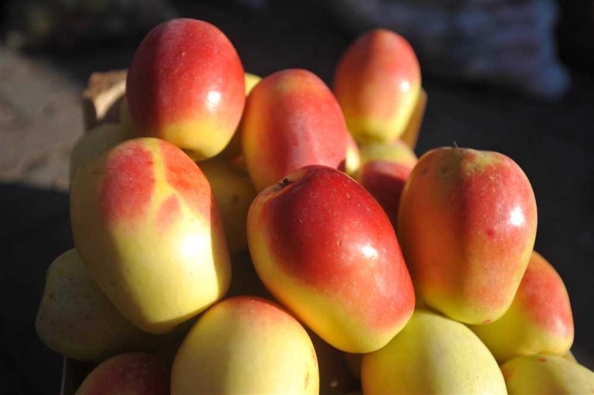 Malus domestica Kağızman Elma fidanı