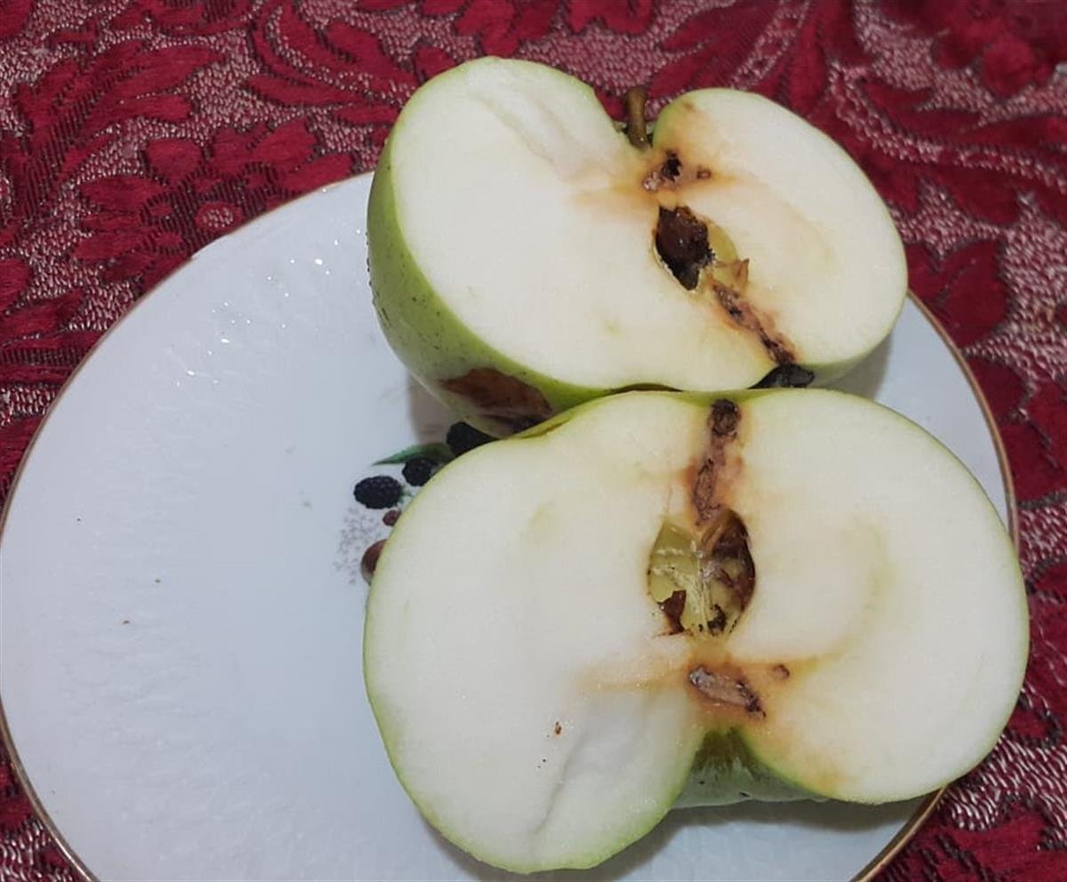 Malus domestica Nuran Hala Elma fidanı