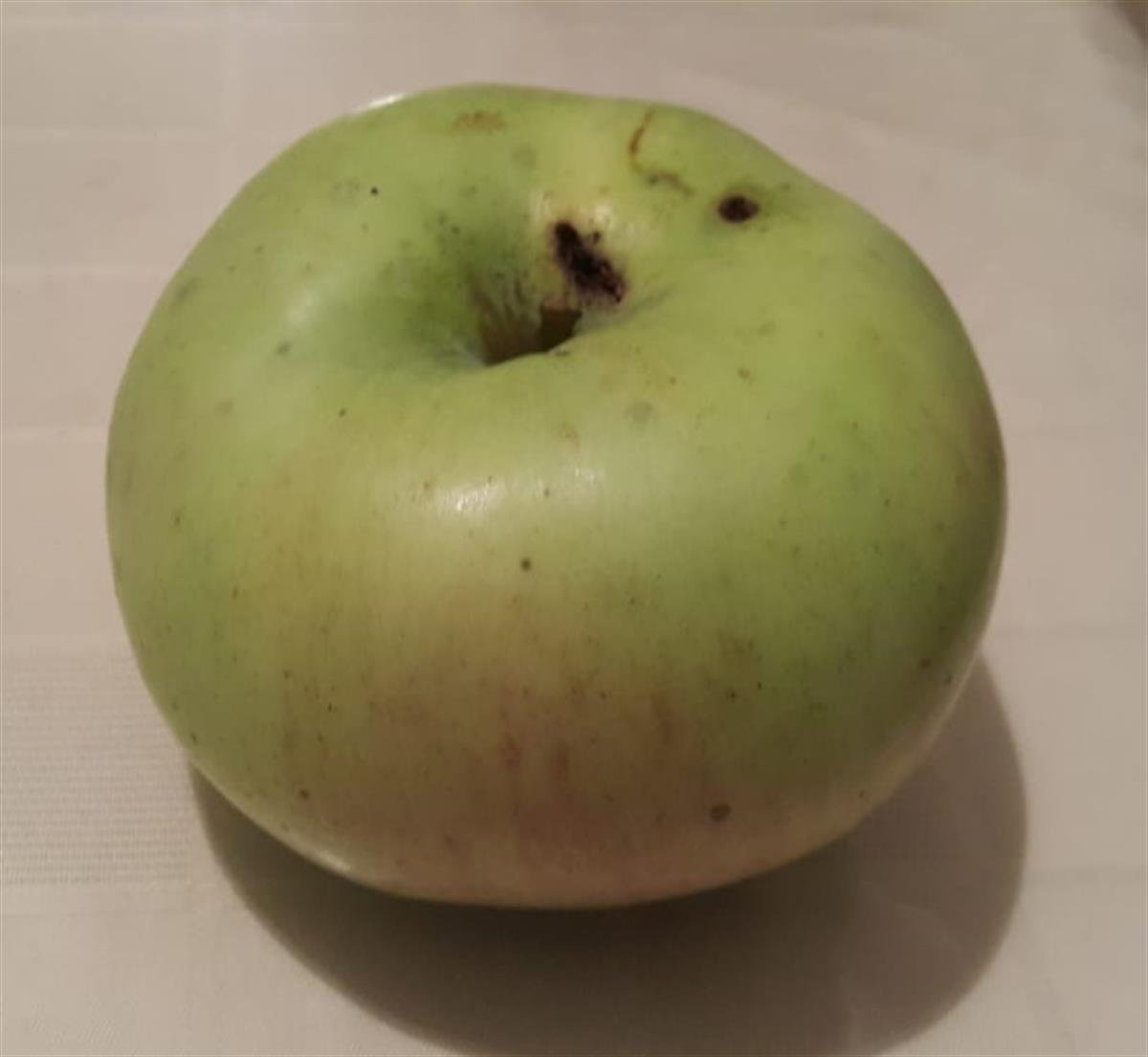 Malus domestica Nuran Hala Elma fidanı