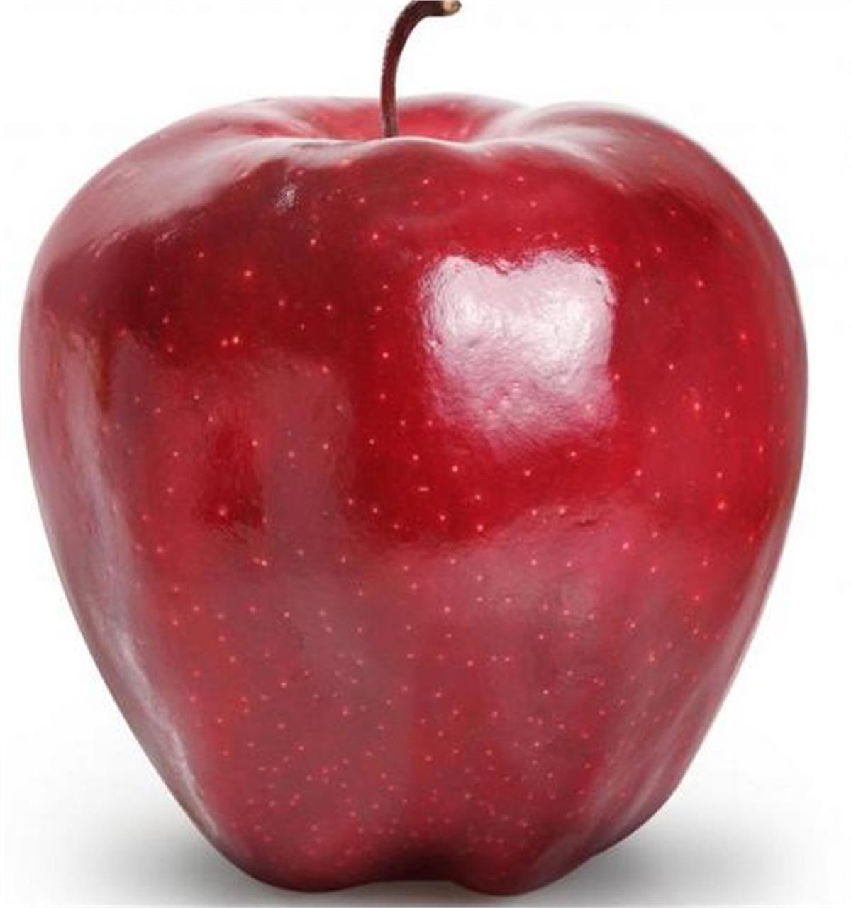 Malus domestica Red Chief Elma fidanı