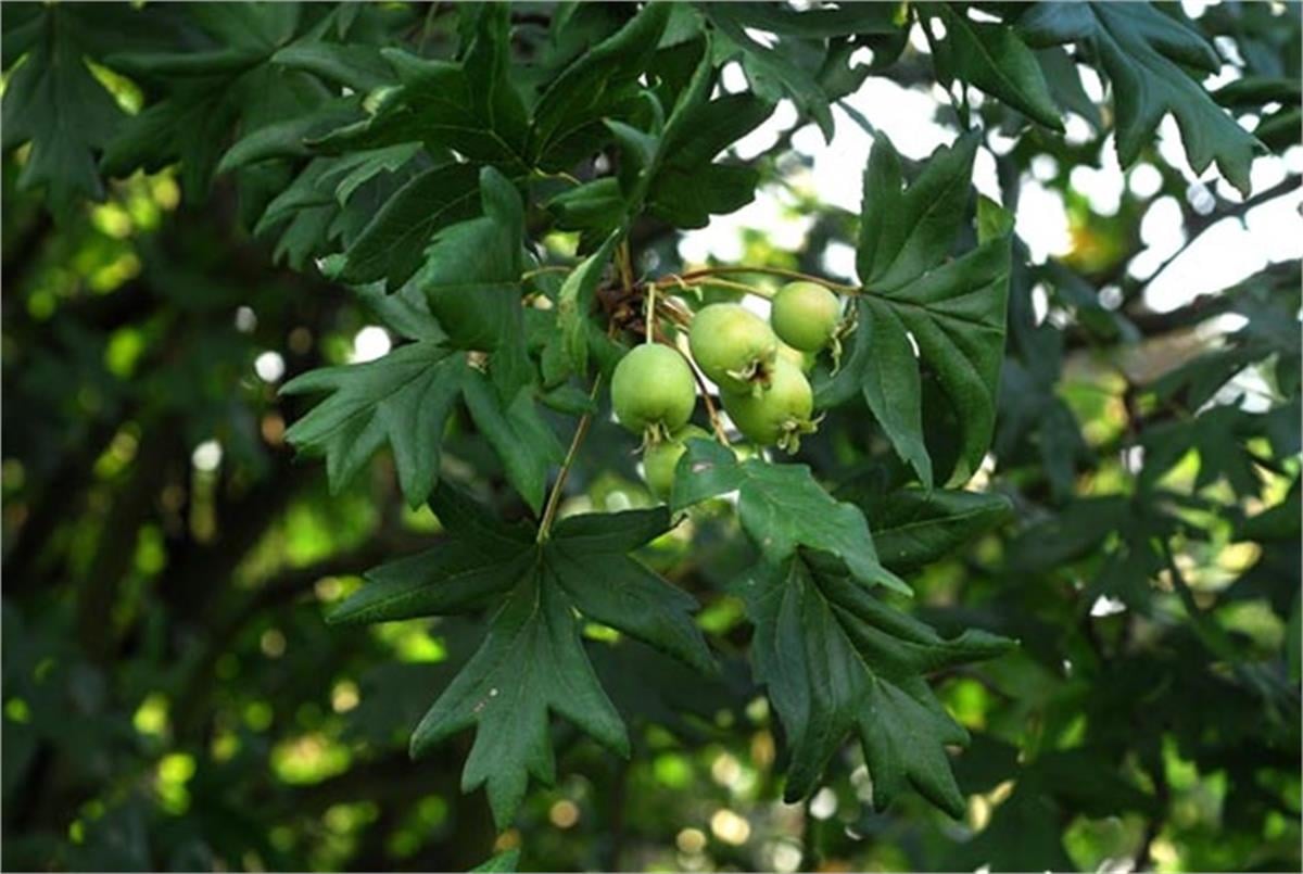 Malus trilobata Geyik elması fidanı