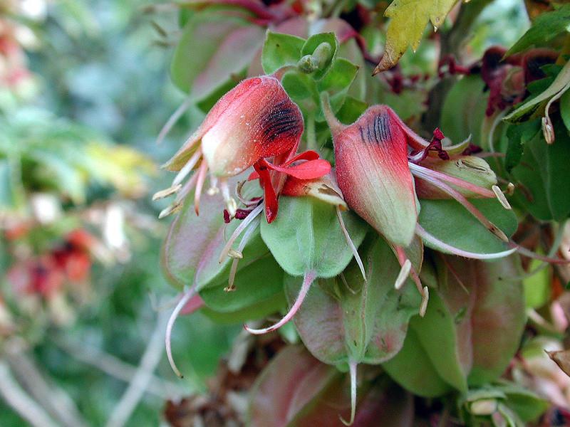 Melianthus comosus Bal Çiçeği  Bal Çalısı
