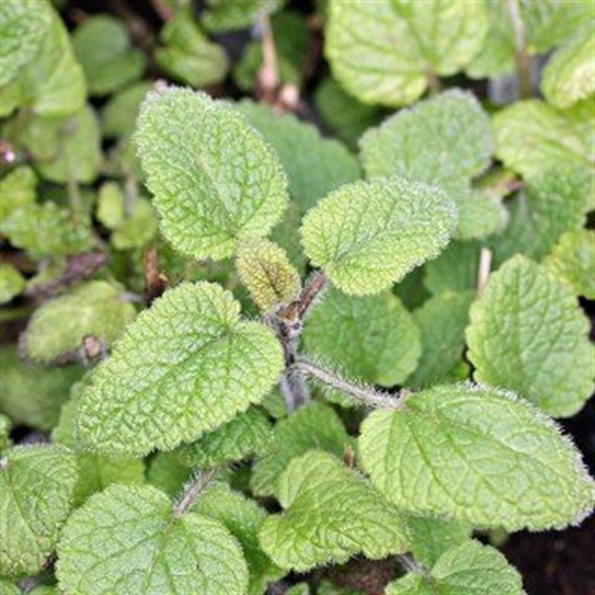 Melissa off. Alt. Girit melisa Mandalin melissa Roman melisası fidesi