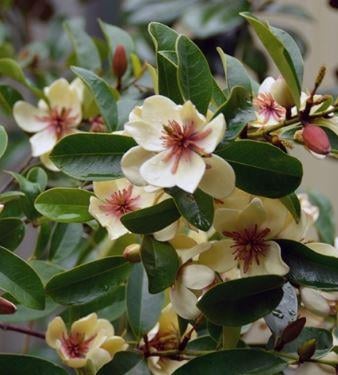 Michelia White Caviar Beyaz Kokulu Çiçekli Manolya Fidanı