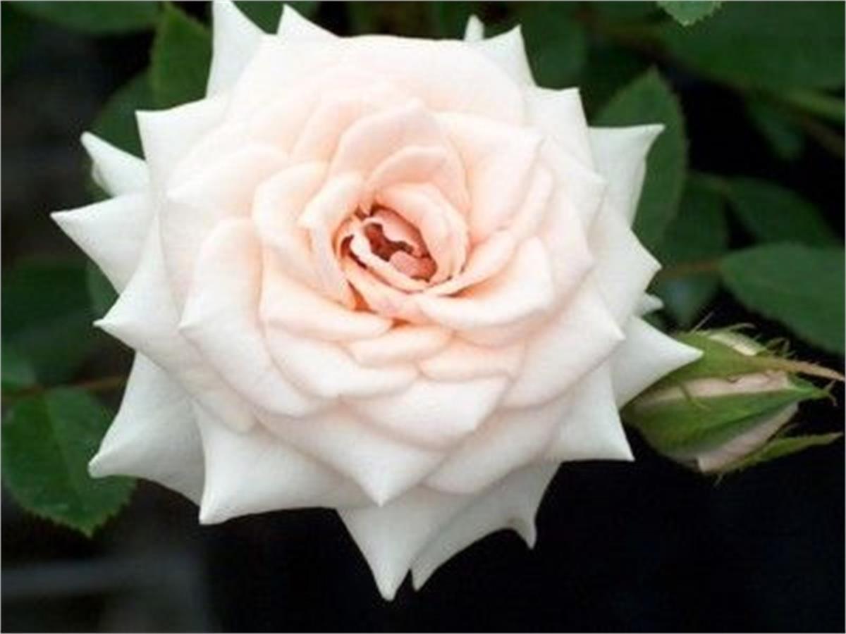 Minyatür Beyaz Gül fidanı