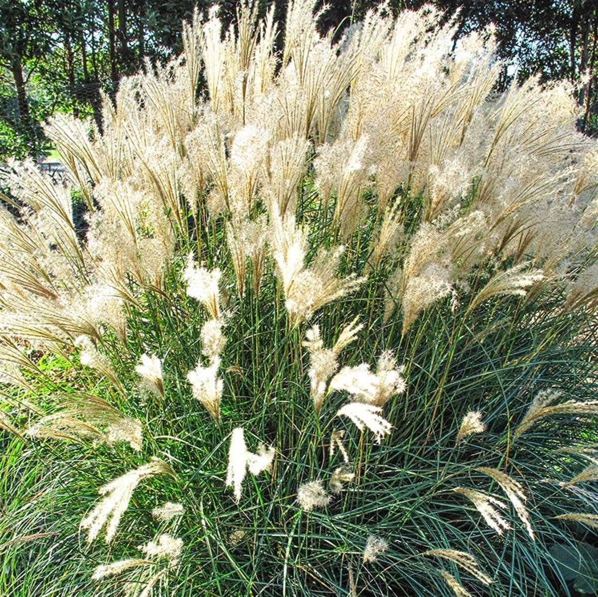 Miscanthus sin. Kleine Fontäne Çin Kılıçotu fidesi