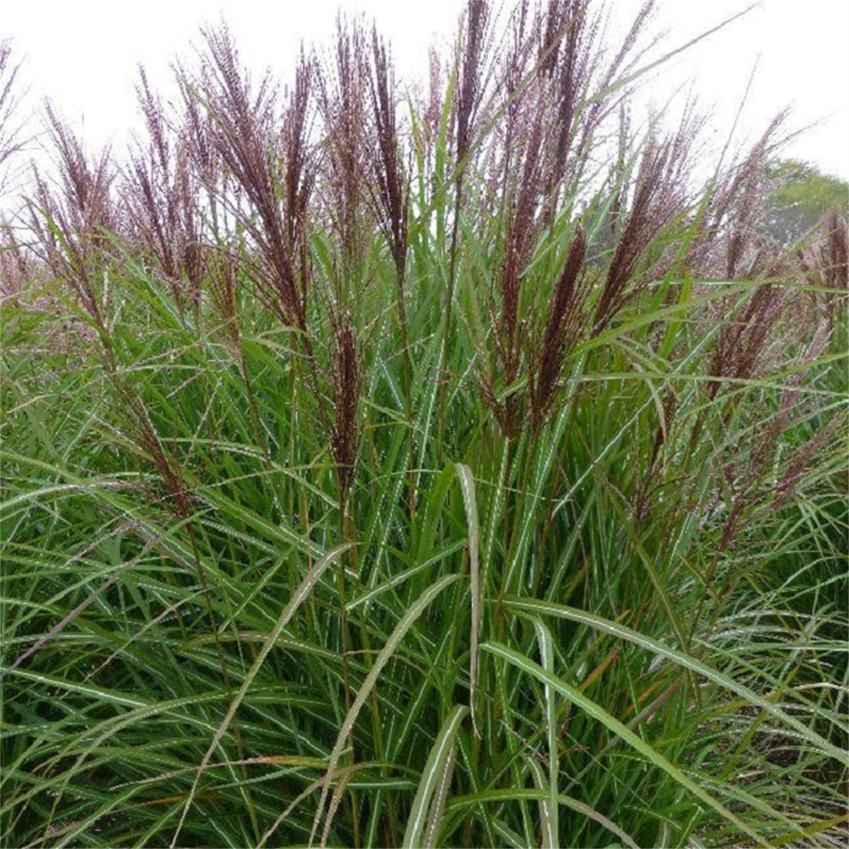 Miscanthus sin. Roter Pfeil Çin Kılıçotu fidesi