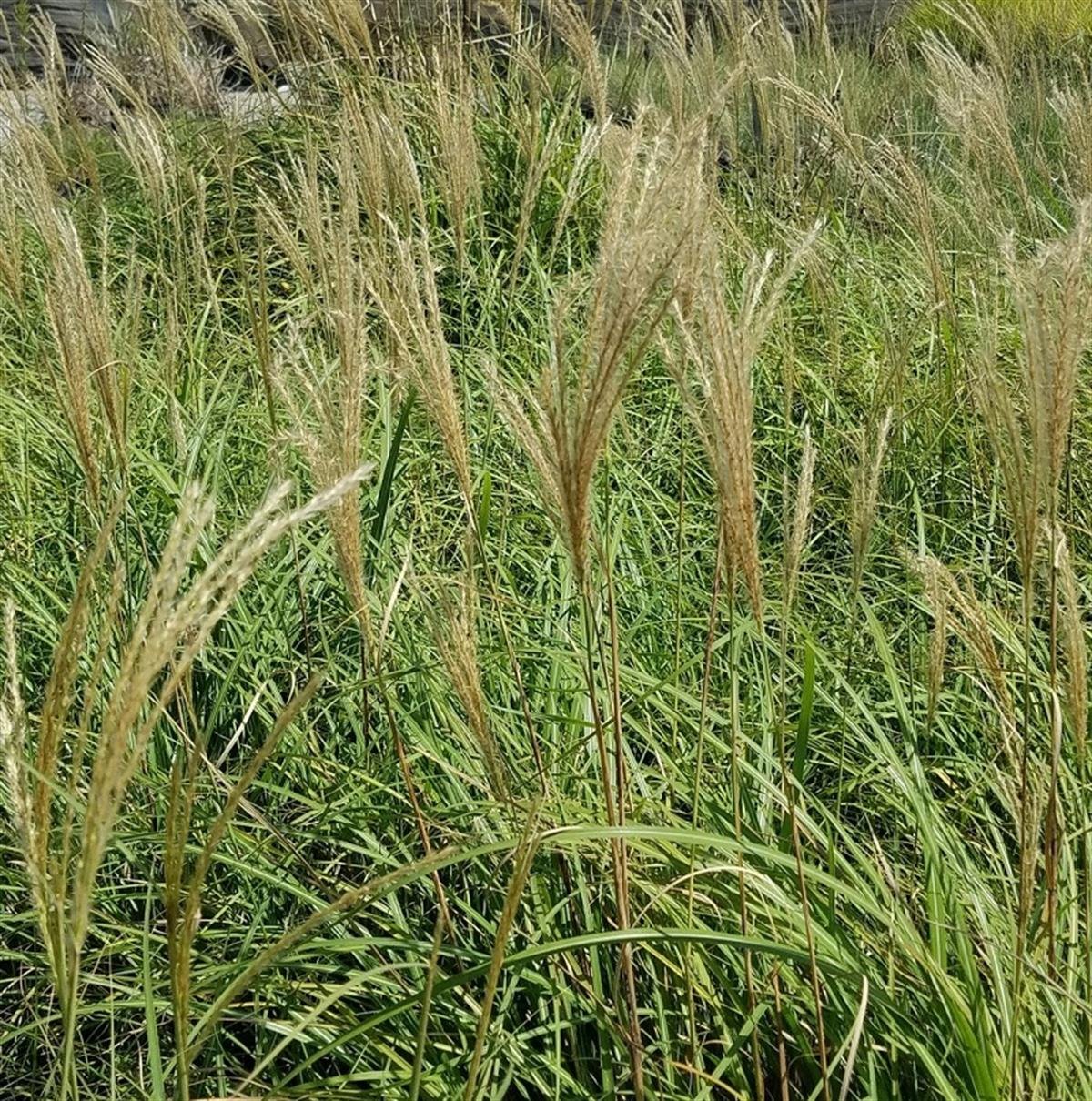 Miscanthus sin. Yaku Jima Çin Kılıçotu fidesi