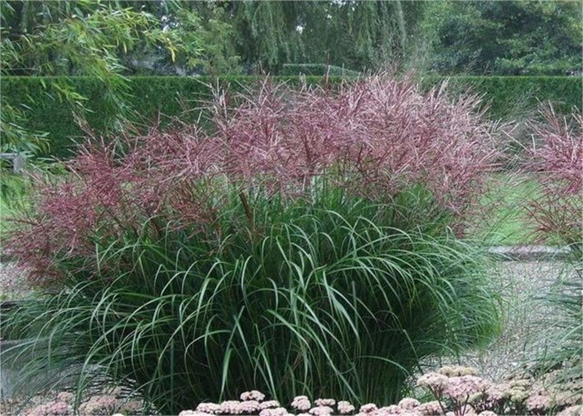 Miscanthus sinensis Ferner osten gümüş çin kamışı fil otu fidesi