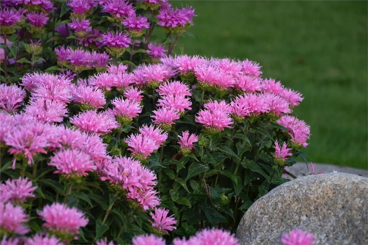 Monarda altınoğul otu, SUGAR BUZZ Pink Frosting