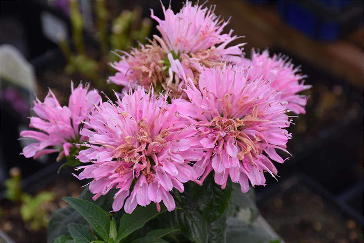 Monarda altınoğul otu, SUGAR BUZZ Pink Frosting