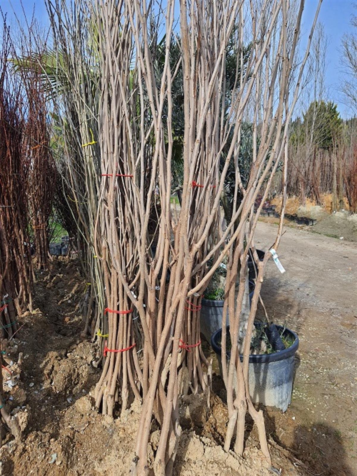 Morus alba Beyaz Aşılı Dut fidanı