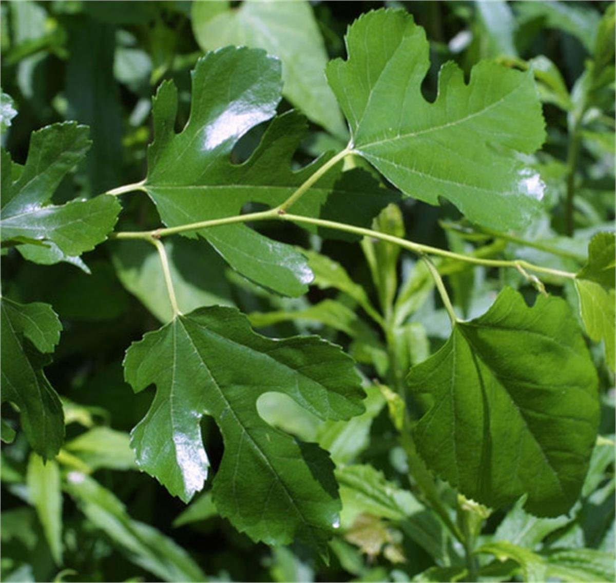 Morus alba Yabani Dut fidanı