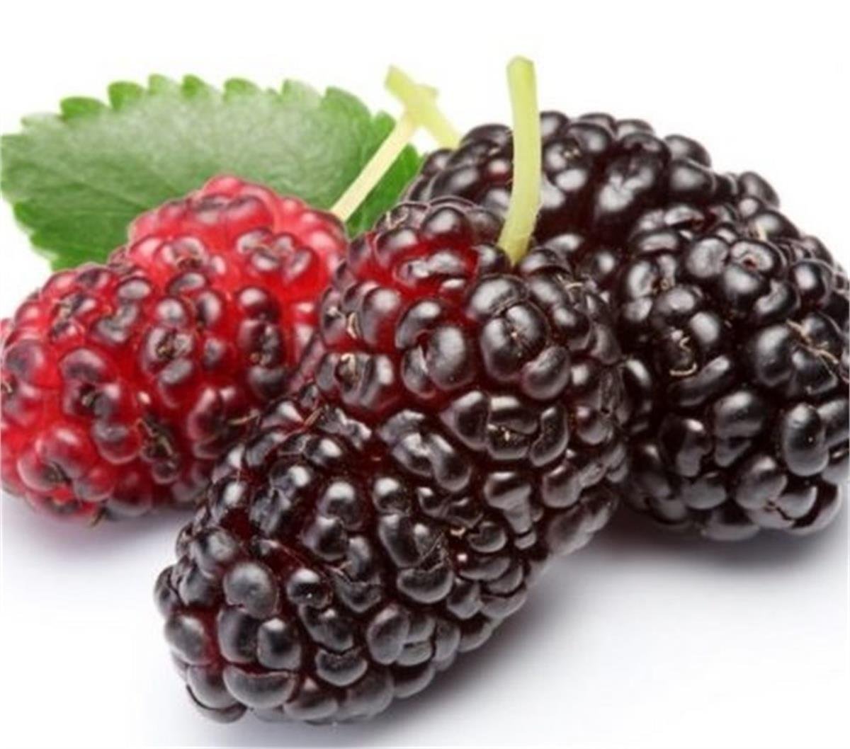 Morus nigra Ekşikara Ekşi kara Aşılı Dut fidanı