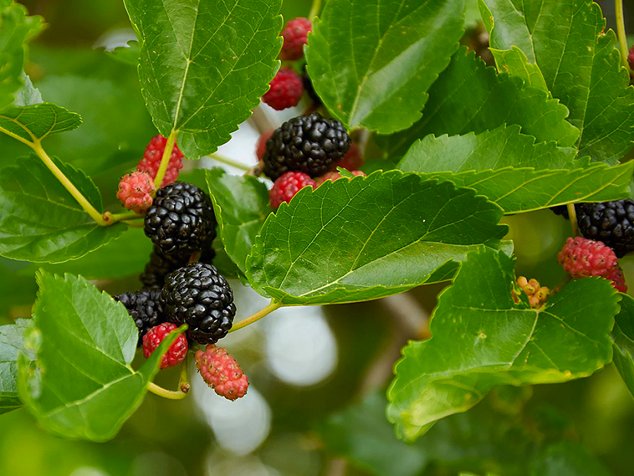 Morus rotindifolia Mojo Berry Dut fidanı