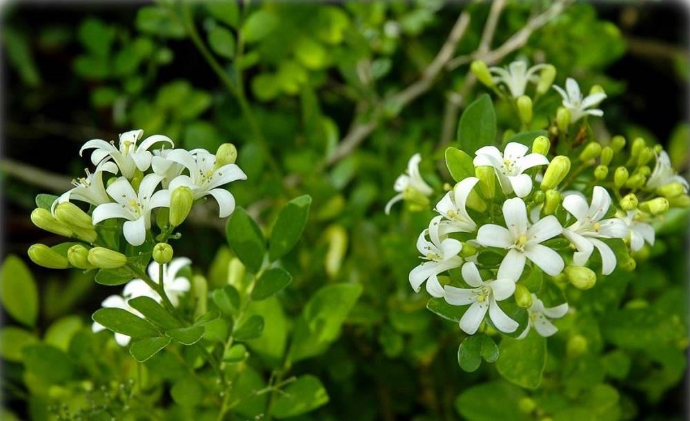 Murraya exotica minima bodur Muraya Portakal Yasemin Yalancı Portakal fidanı