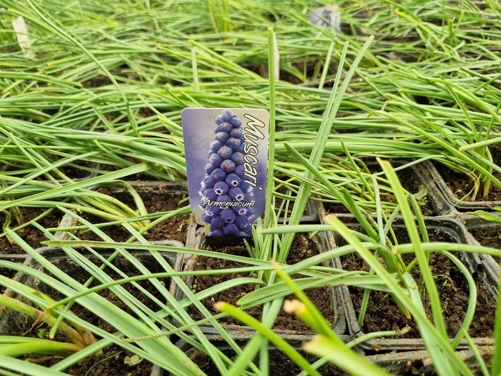 Muscari Armeniacum Üzüm Sümbülü Dağ Sümbülü Soğanı