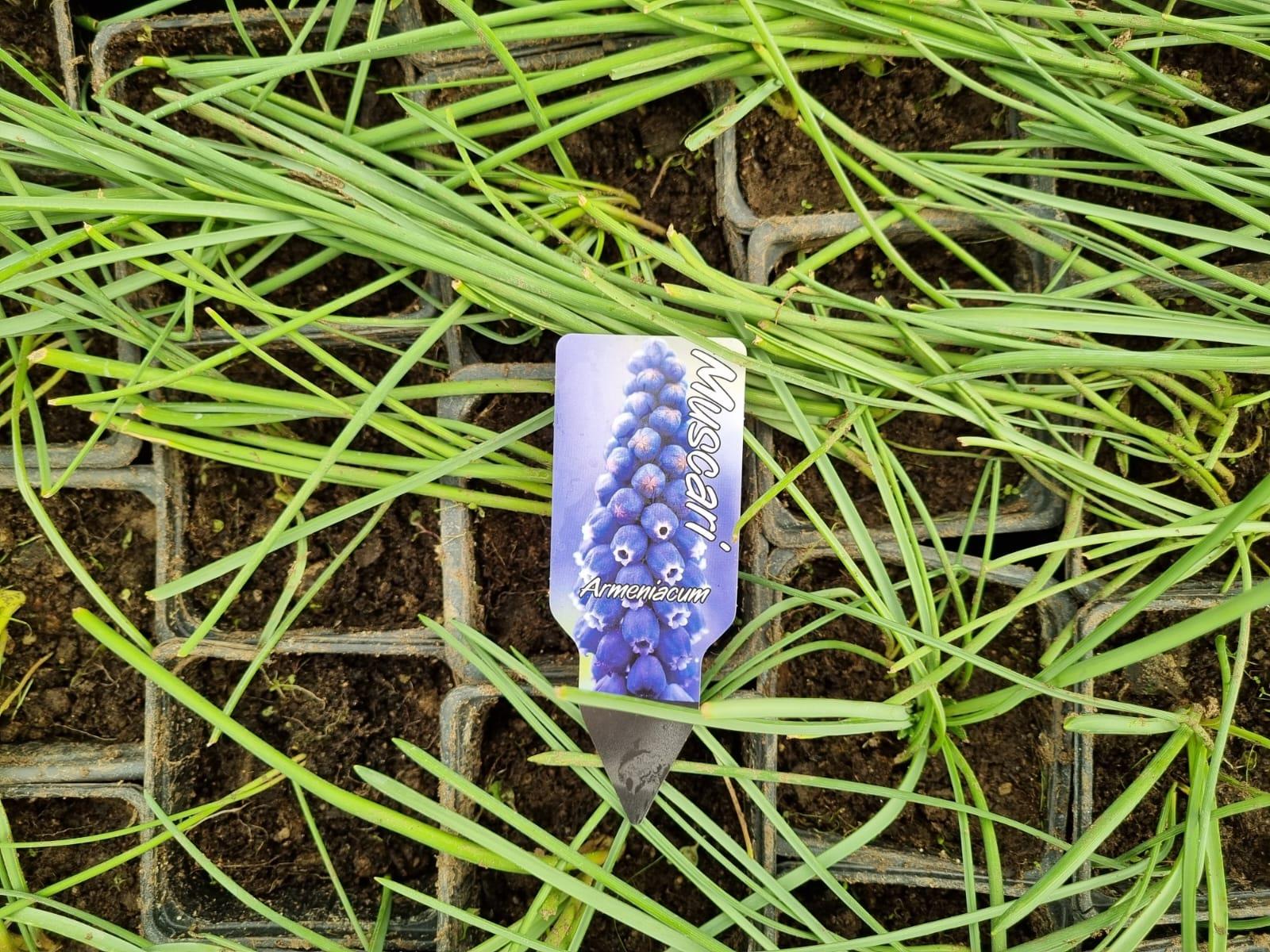 Muscari Armeniacum Üzüm Sümbülü Dağ Sümbülü Soğanı