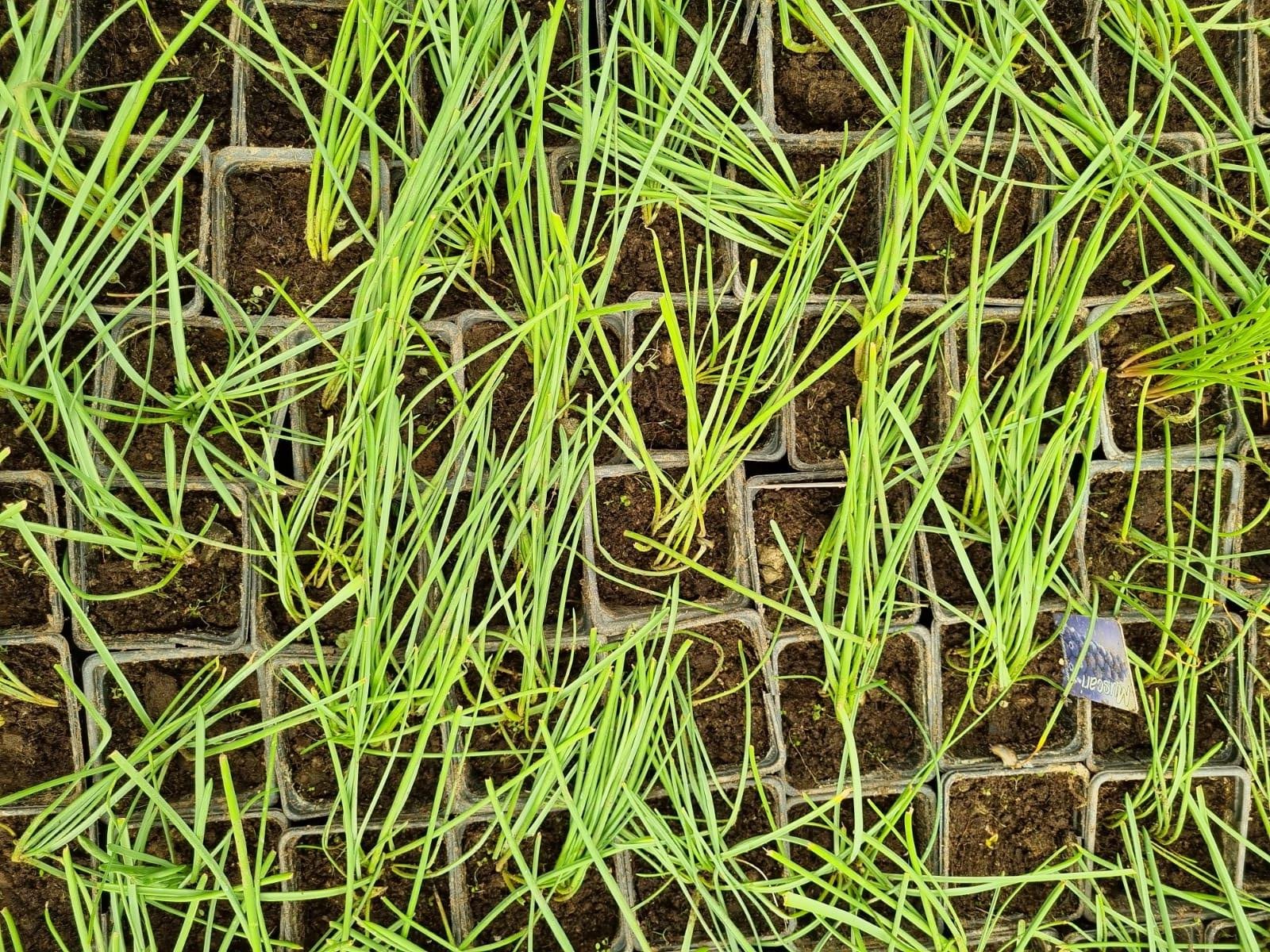 Muscari Armeniacum Üzüm Sümbülü Dağ Sümbülü Soğanı