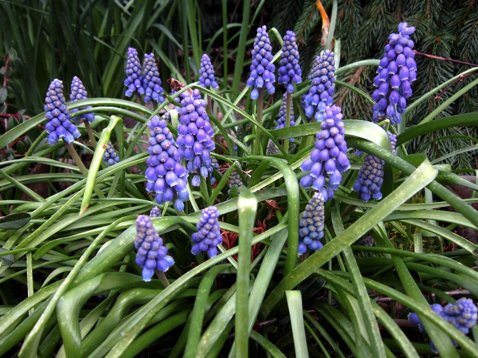 Muscari Armeniacum Üzüm Sümbülü Dağ Sümbülü Soğanı