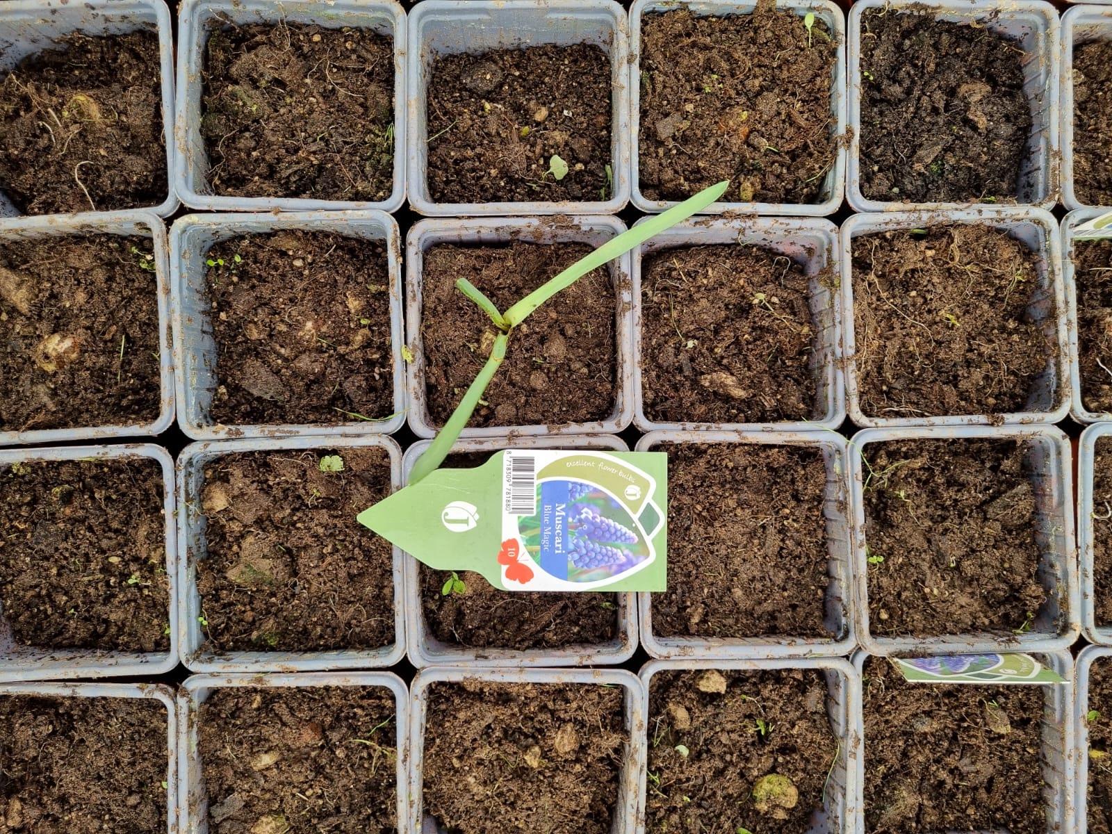 Muscari  Blue Magic Üzüm Sümbülü Dağ Sümbülü Soğanı