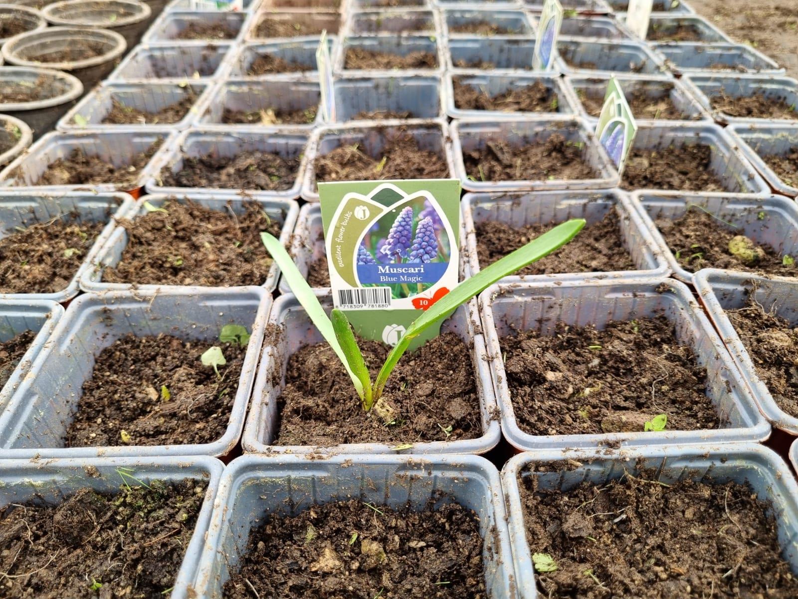 Muscari  Blue Magic Üzüm Sümbülü Dağ Sümbülü Soğanı