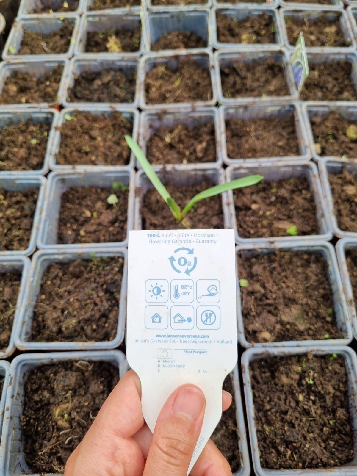 Muscari  Blue Magic Üzüm Sümbülü Dağ Sümbülü Soğanı