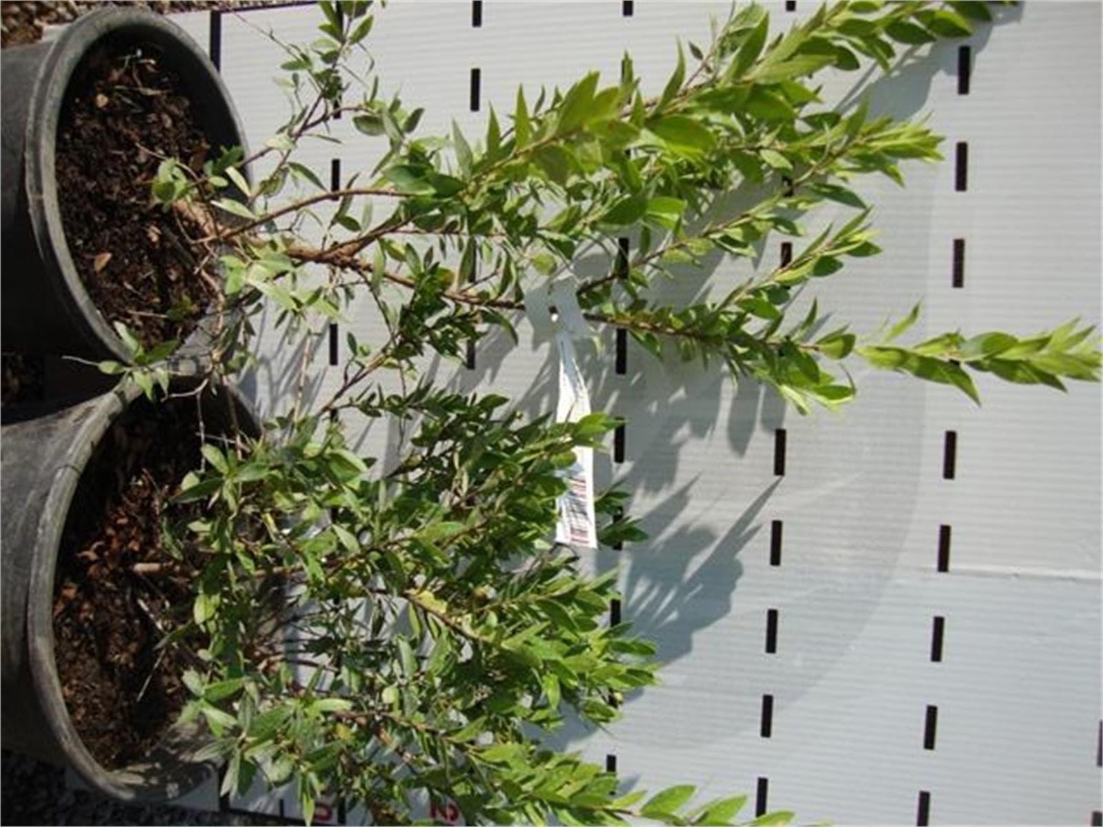 Myrtus communis Hambeles Beyaz Meyveli Murt Mersin fidanı