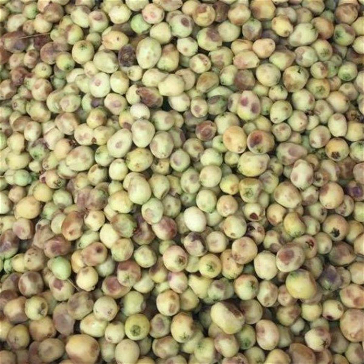 Myrtus communis Hambeles Beyaz Meyveli Murt Mersin fidanı