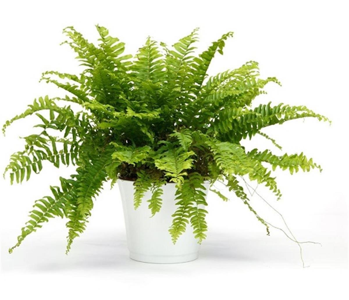 Nephrolepis exaltata Aşk Merdiveni fidanı